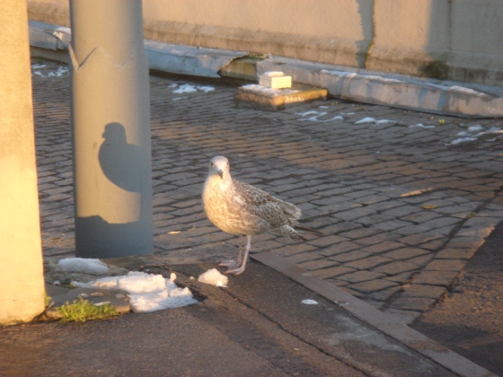 Wintertime gull
